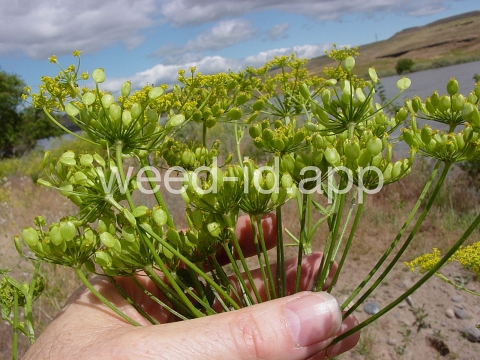 parsnip, wild